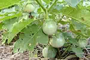 Light Green Eggplant Seeds for Planting - heirloom & Non-GMO Seeds